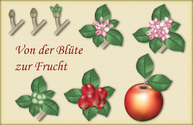 Dokumentation von der Blüte zur Frucht 