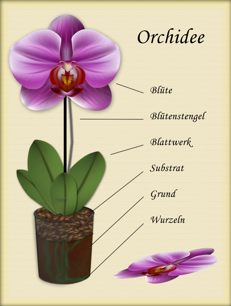 Dokumentation über eine Orchidee