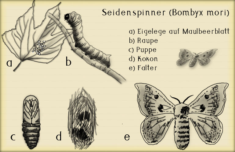 Dokumentation über über den Seidenspinner