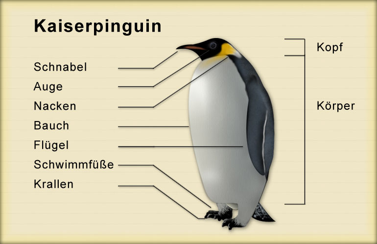 Dokumentation über den Kaiserpinguin